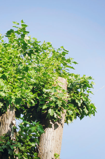 白杨树映衬着蓝天，特写。在城里修剪树木。垂直的照片。图片下载