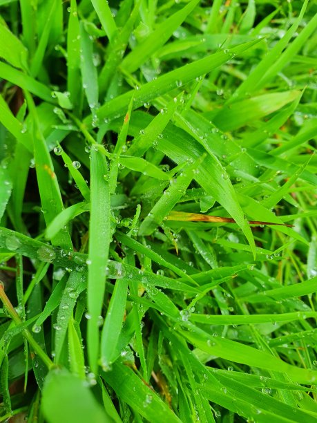 湿的绿色草木照片图片下载