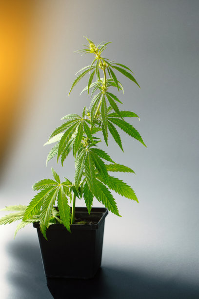 麻丛上的绿色暗背景以阳光照射的形式呈现，背景图像。大麻和大麻主题照片。美丽的背景绿色大麻花。复制空间的位置图片下载