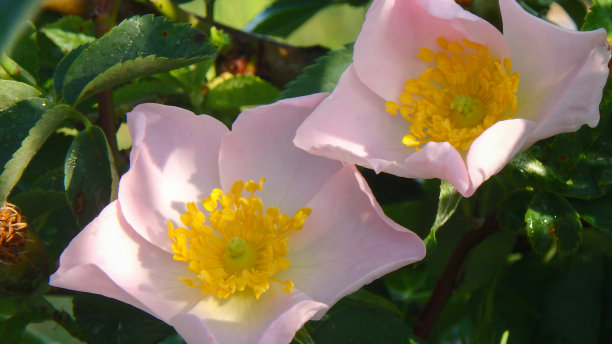 绿叶衬托下的一对玫瑰花图片下载