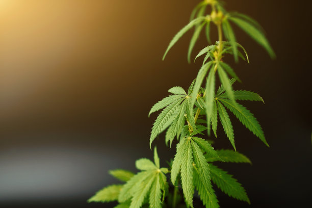 麻丛上的绿色暗背景以阳光照射的形式呈现，背景图像。大麻和大麻主题照片。美丽的背景绿色大麻花。复制空间的位置图片下载