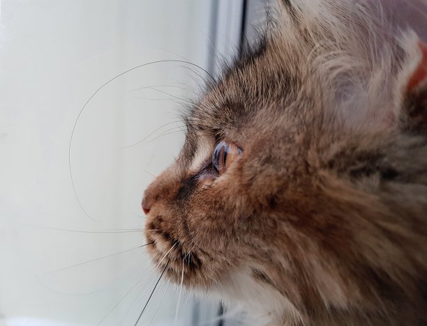 特写的虎斑猫与琥珀色的眼睛在侧面上的白色背景。图片下载