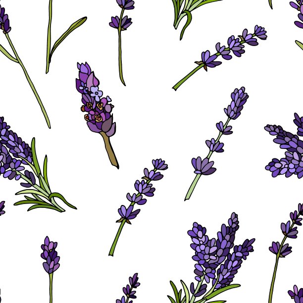 花卉无缝模式。白色背景上的薰衣草花图片下载
