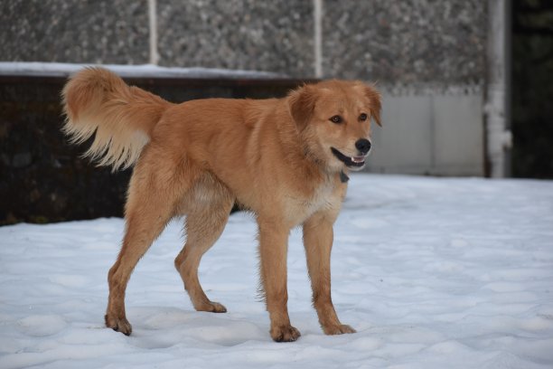 美丽的图片棕色的狗和白色的雪图片下载