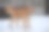美丽的图片棕色的狗和白色的雪图片下载