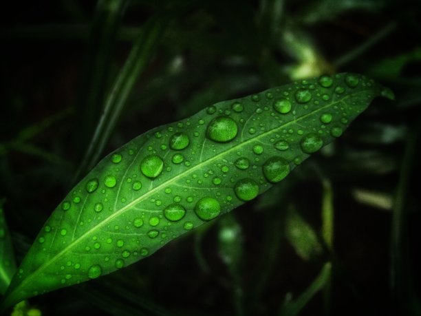 绿叶和水滴图片下载