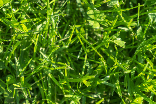 新鲜的草坪草近距离。微距拍摄草地高尔夫球场绿色草坪图案纹理。绿草纹理背景。俯视图的草在花园。草坪背景纹理。图片下载