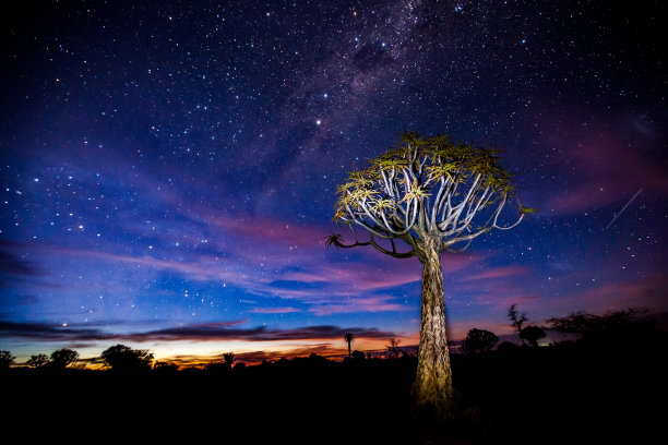 夜晚的颤树图片下载
