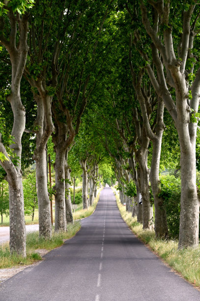 梧桐树登在路上图片下载