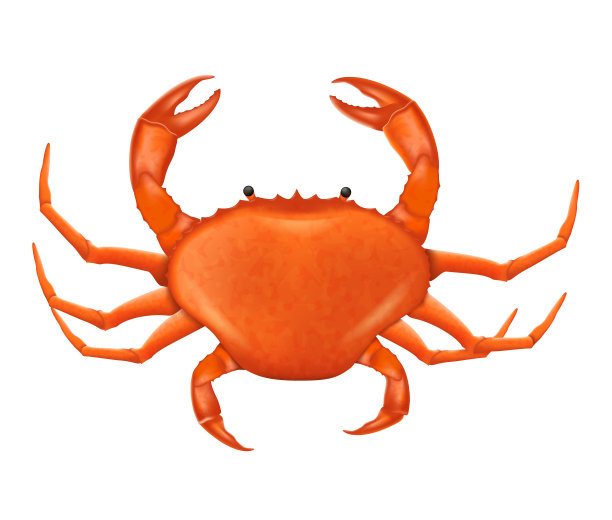 蟹矢量插图在现实主义风格。素材图片