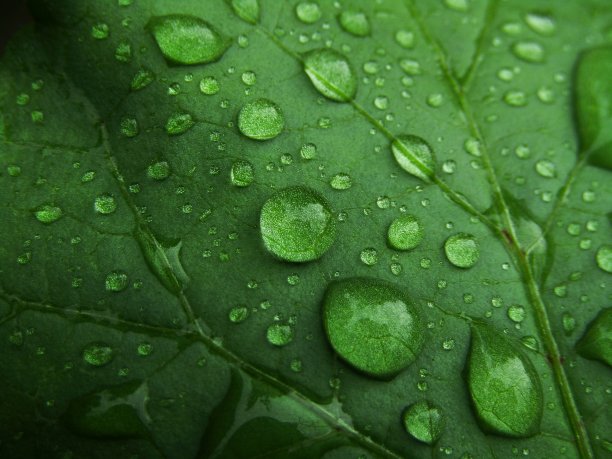 水滴在绿叶上图片下载