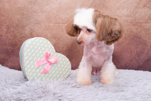 中国冠毛犬，有一个心形的礼物图片下载