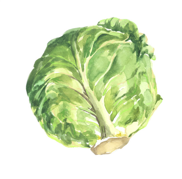白色插图上的水彩卷心菜图片下载