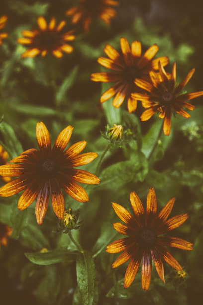 黄雏菊属图片下载