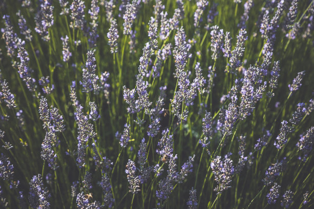 薰衣草花图片下载