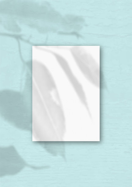 蓝色墙壁背景上垂直的一张白色纹理A4纸。模型覆盖的植物阴影。自然光在外来植物上投下阴影图片下载