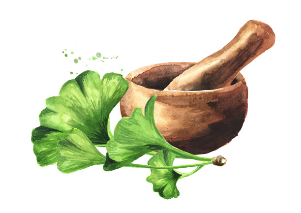 灰浆和银杏叶，化妆品和药用植物。手绘水彩插图孤立的白色背景图片下载