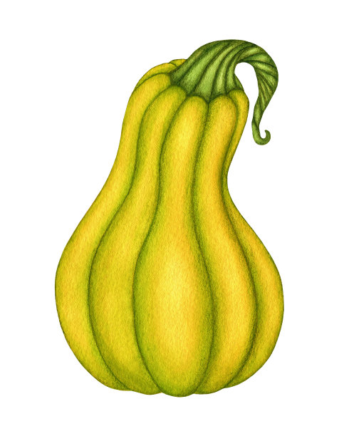 水彩卡通黄绿色南瓜南瓜插图孤立在白色的背景。秋天的象征。手绘元素设计图片下载