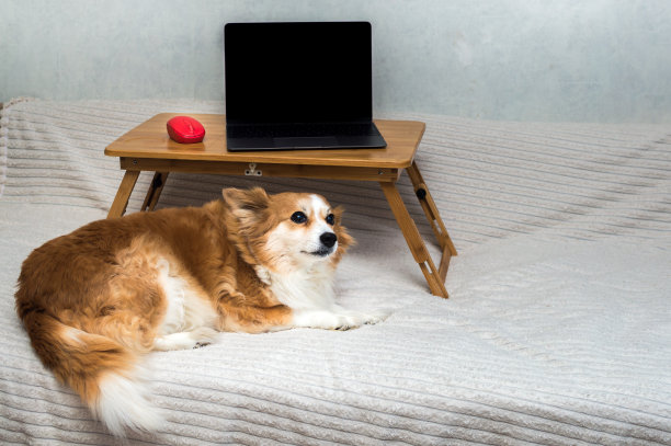 床上放着笔记本电脑和鼠标。远程工作的概念。狗在笔记本旁边图片下载