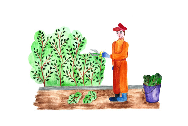 一个男人用花园大剪刀修剪树篱。专业园丁照料灌木。一个穿着防护服的人在工作。图片下载