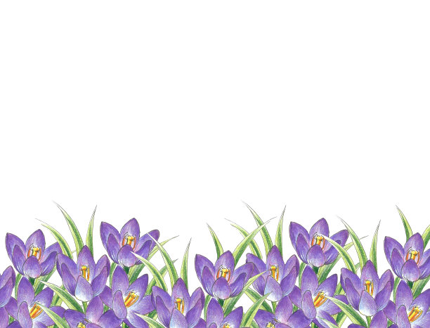 白色背景上的紫色花朵与文案空间隔离，放置文字，贺卡，请柬，设计，纸张图片下载