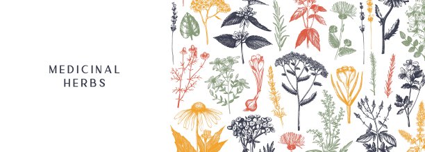 草本植物都图片下载