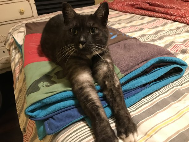 床上的猫图片下载