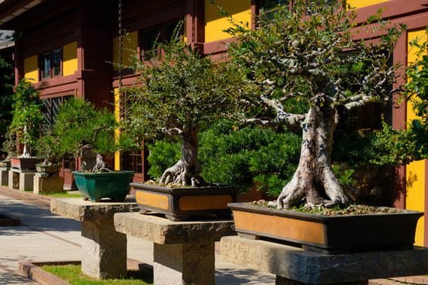 盆景树在中国园林，盆景树苗圃图片下载