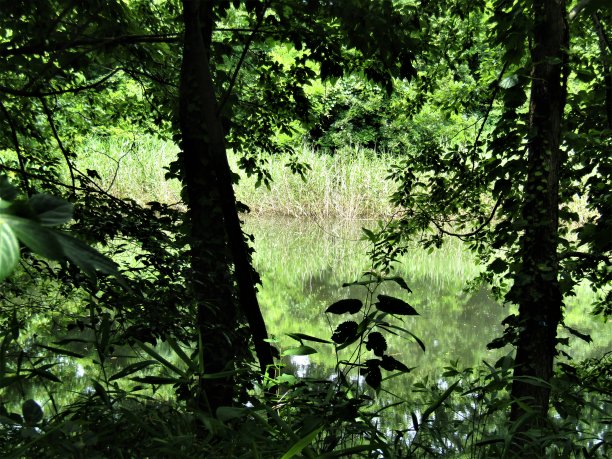 日本。在六月烈日炎炎的日子里。森林沼泽。图片下载