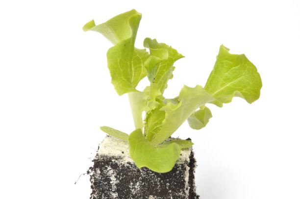 巴达维亚沙拉植物图片下载