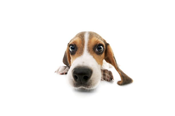 妄自尊大的小猎犬的狗图片下载