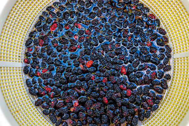 黑色，紫色和红色的宏观特写与未成熟的桑葚在盘子或碗从花园农场清洗清洗清洗图片下载