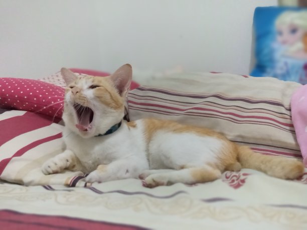 沉睡的猫。图片下载