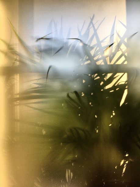 通过窗前的磨砂玻璃种植。图片下载