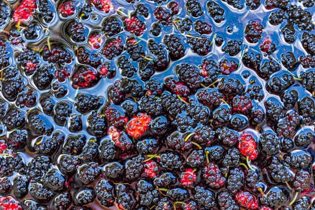 彩色的黑色，紫色和红色的微距特写与未成熟的桑葚在盘子或碗从花园农场采摘漂洗，清洗，在水里清洗图片下载