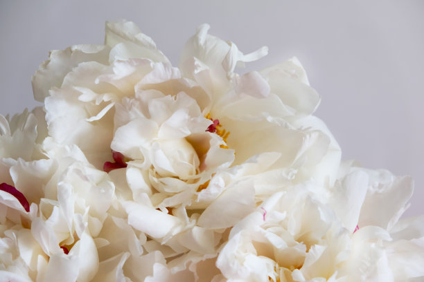 乳白色的牡丹花特写在粉红色的背景。图片下载