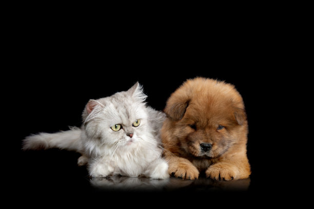 栗鼠猫和松狮犬图片下载