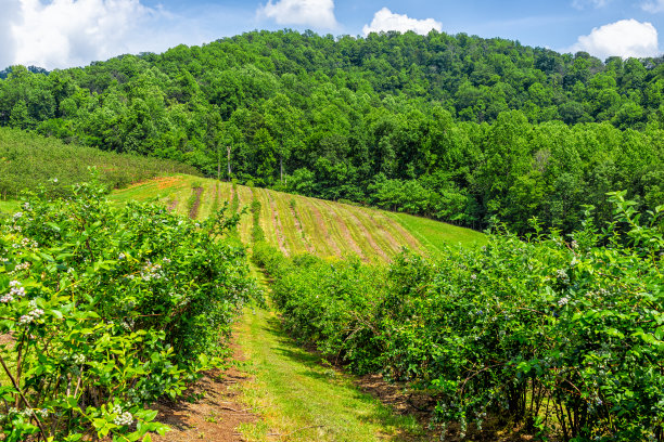 在夏天，弗吉尼亚有连绵起伏的山脉，田园般的乡村风景，蓝莓成行，无人采摘图片下载