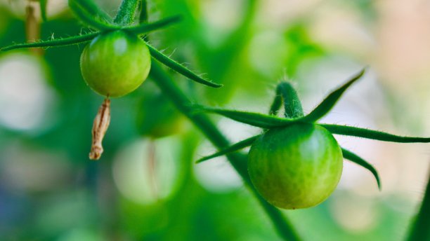 两个绿色的圣女果在藤上成熟图片下载