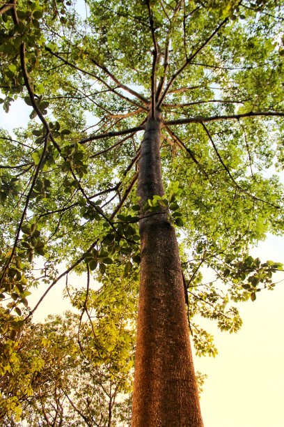 绿色的森林图片下载