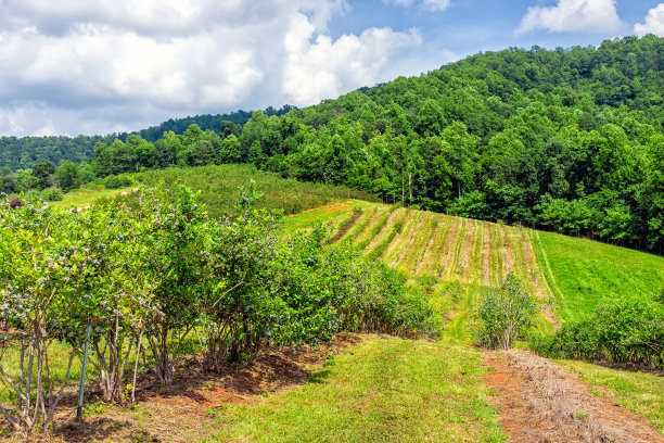 在弗吉尼亚的农场，夏天有连绵起伏的山脉，田园般的乡村风景，蓝莓成行，无人采摘图片下载