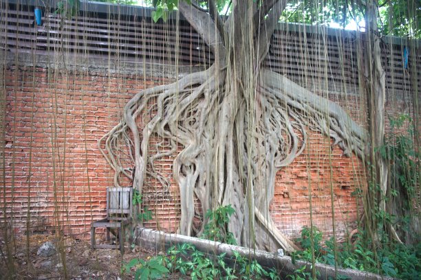 城里的葡萄树和古树图片下载