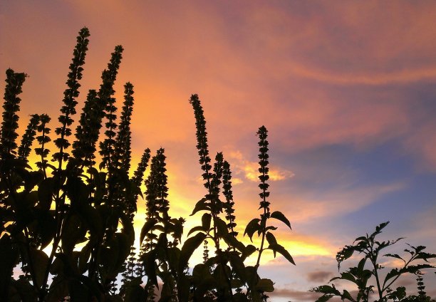 罗勒和日落。图片下载