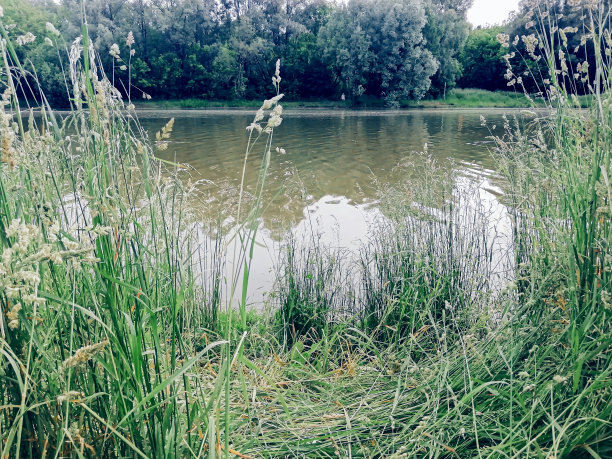 夏天在池塘的岸边图片下载