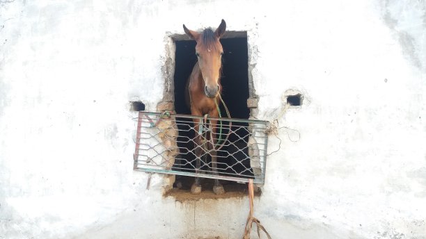 伊斯兰堡，一匹美丽的红马从一扇破窗户向外看图片下载