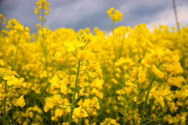 黄色油菜籽开花的特写微距照片在黑暗的天空与雷云的背景图片下载