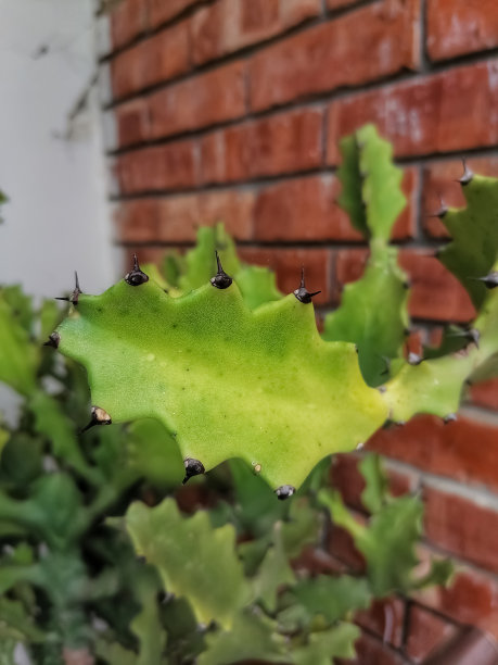 一个美丽的仙人掌图片下载