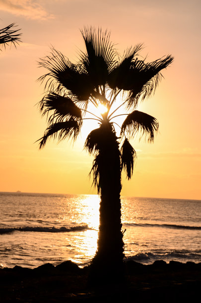 棕榈树轮廓图片下载