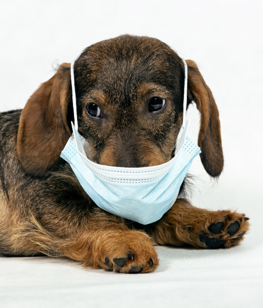 戴着防护面具的硬毛腊肠犬。医用口罩图片下载