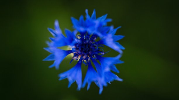 这是日落时分旷野上一朵玉米花的微距特写图片下载